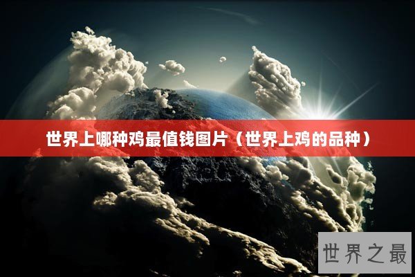 世界上哪种鸡最值钱图片（世界上鸡的品种）