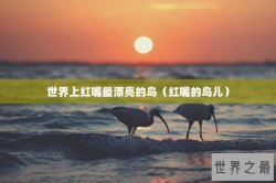 世界上红嘴最漂亮的鸟（红嘴的鸟儿）