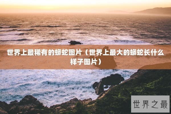 世界上最稀有的蟒蛇图片（世界上最大的蟒蛇长什么样子图片）