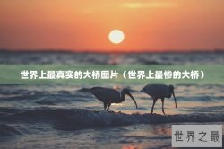 世界上最真实的大桥图片（世界上最惨的大桥）