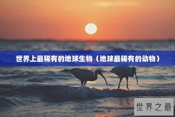 世界上最稀有的地球生物（地球最稀有的动物）