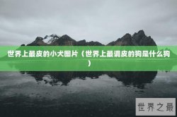 世界上最皮的小犬图片（世界上最调皮的狗是什么狗）