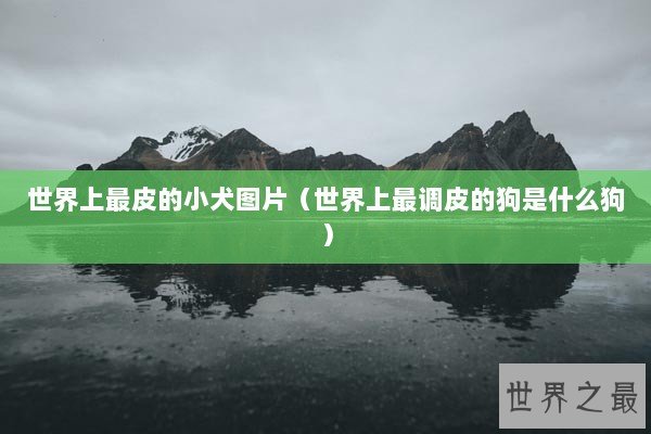 世界上最皮的小犬图片（世界上最调皮的狗是什么狗）