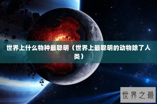 世界上什么物种最聪明（世界上最聪明的动物除了人类）