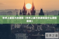 世界上最巨大的蘑菇（世界上最大的蘑菇是什么蘑菇视频）