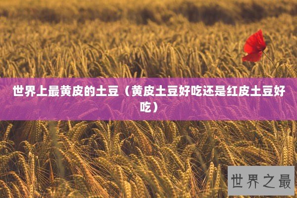 世界上最黄皮的土豆(黄皮土豆好吃还是红皮土豆好吃) 世界上最黄皮的土豆(黄皮土豆好吃还是红皮土豆好吃)