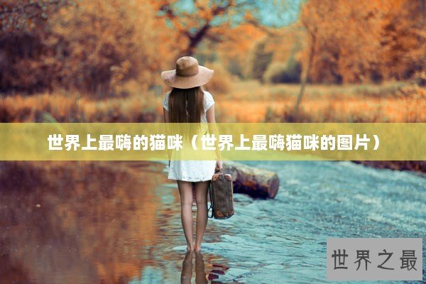 世界上最嗨的猫咪（世界上最嗨猫咪的图片）