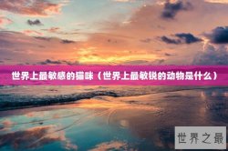 世界上最敏感的猫咪（世界上最敏锐的动物是什么）