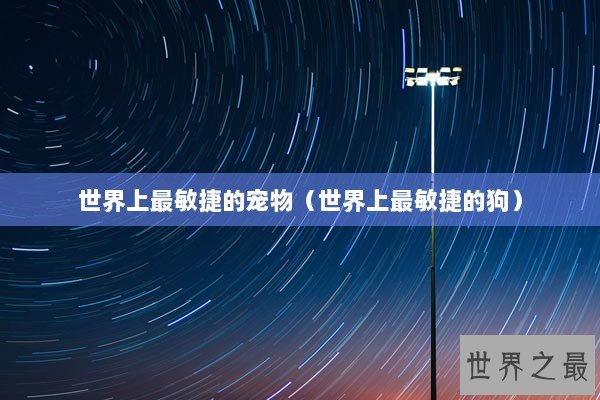 世界上最敏捷的宠物（世界上最敏捷的狗）