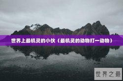 世界上最机灵的小伙（最机灵的动物打一动物）