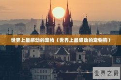 世界上最感动的宠物（世界上最感动的宠物狗）