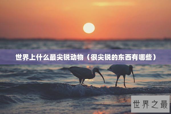 世界上什么最尖锐动物（很尖锐的东西有哪些）