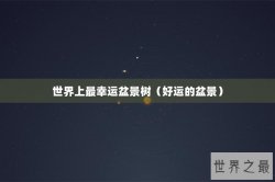 世界上最幸运盆景树（好运的盆景）