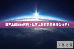 世界上最帅的黄狗（世界上最帅的狗长什么样子）
