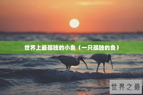 世界上最孤独的小鱼（一只孤独的鱼）