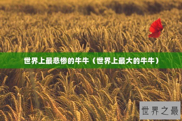 世界上最悲惨的牛牛（世界上最大的牛牛）