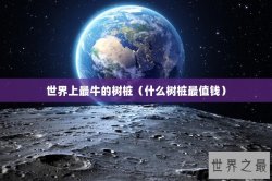 世界上最牛的树桩（什么树桩最值钱）