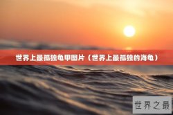世界上最孤独龟甲图片（世界上最孤独的海龟）