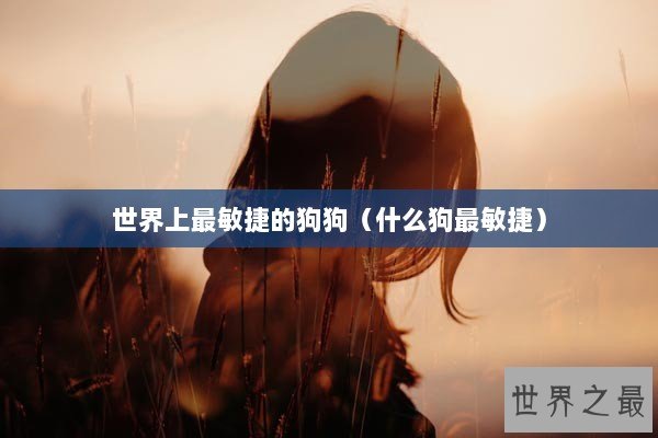 世界上最敏捷的狗狗(什么狗最敏捷) 世界上最敏捷的狗狗(什么狗最敏捷)