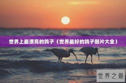 世界上最漂亮的鸽子（世界最好的鸽子图片大全）