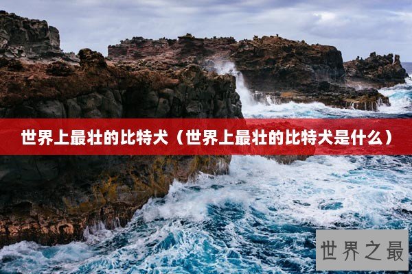 世界上最壮的比特犬（世界上最壮的比特犬是什么）