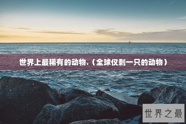 世界上最稀有的动物.（全球仅剩一只的动物）