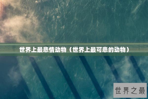 世界上最悲情动物（世界上最可悲的动物）
