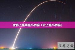世界上最萌最小的猫（史上最小的猫）