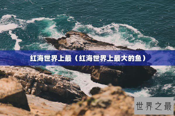 红海世界上最（红海世界上最大的鱼）