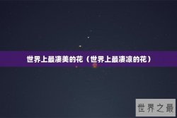 世界上最凄美的花（世界上最凄凉的花）
