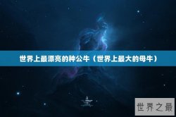 世界上最漂亮的种公牛（世界上最大的母牛）