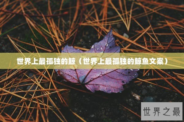 世界上最孤独的鲸（世界上最孤独的鲸鱼文案）