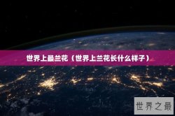 世界上最兰花（世界上兰花长什么样子）