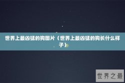 世界上最凶猛的狗图片（世界上最凶猛的狗长什么样子）