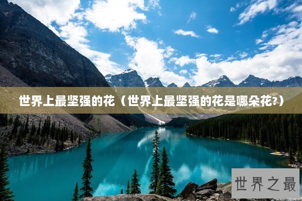 世界上最坚强的花（世界上最坚强的花是哪朵花?）