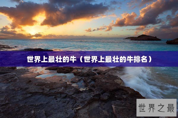 世界上最壮的牛（世界上最壮的牛排名）