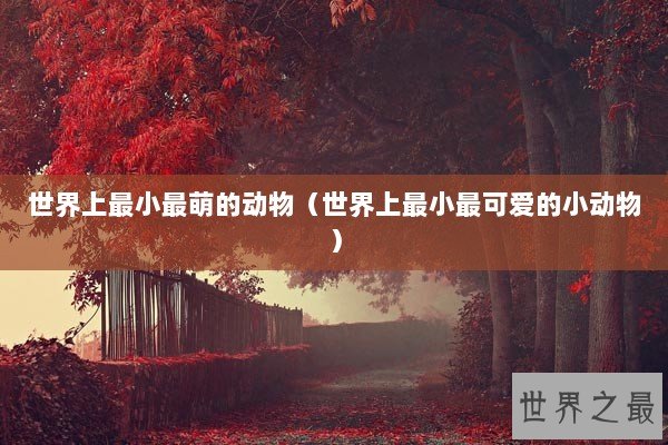 世界上最小最萌的动物（世界上最小最可爱的小动物）