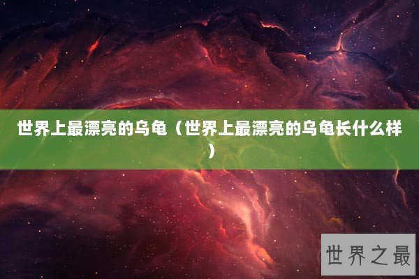 世界上最漂亮的乌龟(世界上最漂亮的乌龟长什么样) 世界上最漂亮的乌龟(世界上最漂亮的乌龟长什么样)