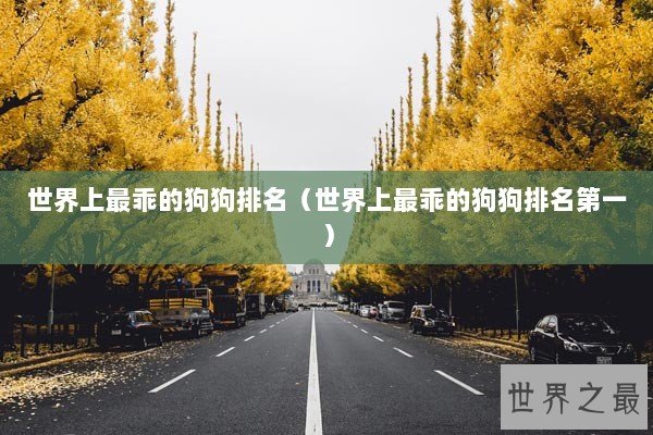 世界上最乖的狗狗排名（世界上最乖的狗狗排名第一）