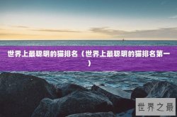 世界上最聪明的猫排名（世界上最聪明的猫排名第一）