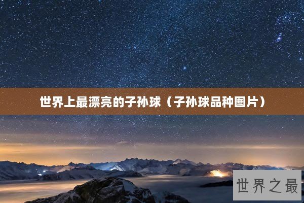 世界上最漂亮的子孙球（子孙球品种图片）