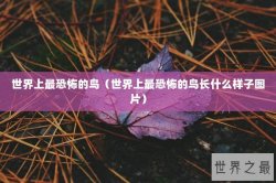 世界上最恐怖的鸟（世界上最恐怖的鸟长什么样子图片）