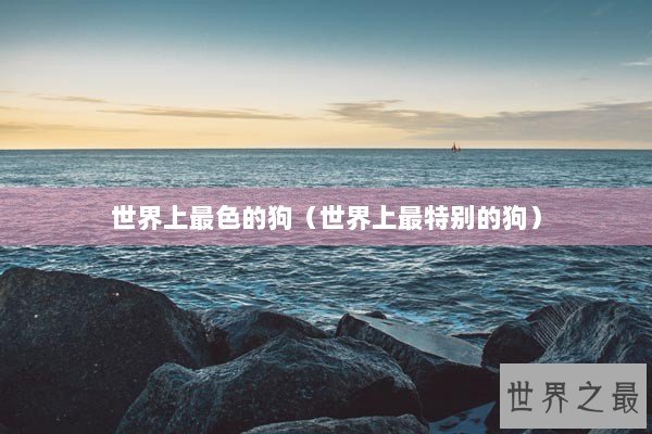 世界上最色的狗（世界上最特别的狗）