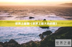 世界上最鲸（世界上最大的的鲸）