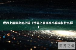 世界上最漂亮的小猫（世界上最漂亮小猫咪长什么样）