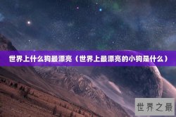 世界上什么狗最漂亮（世界上最漂亮的小狗是什么）