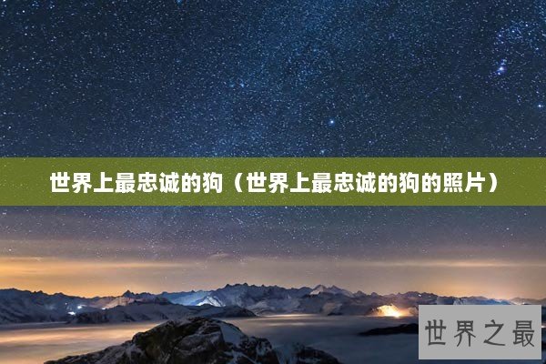 世界上最忠诚的狗（世界上最忠诚的狗的照片）