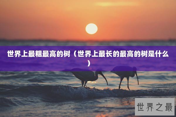 世界上最粗最高的树（世界上最长的最高的树是什么）