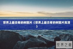 世界上最古老的树图片（世界上最古老的树图片高清）
