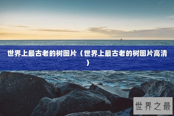 世界上最古老的树图片（世界上最古老的树图片高清）